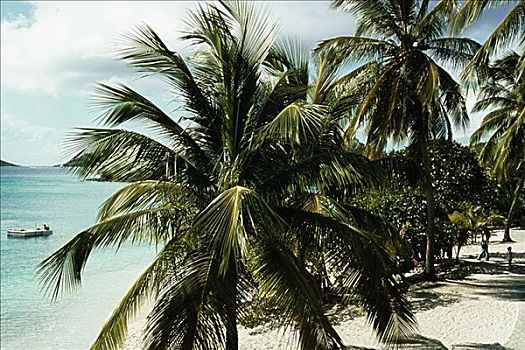 棕榈树,海滩,维京群岛