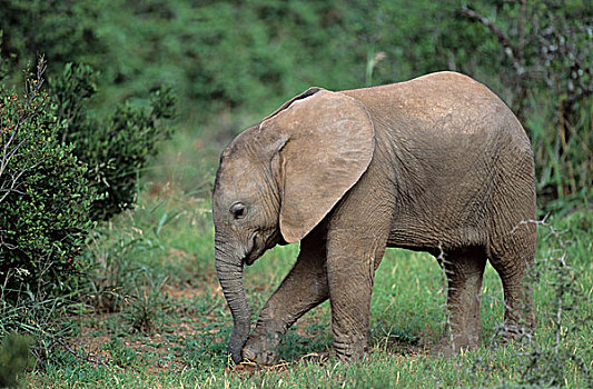 非洲,大象,年轻,阿多大象国家公园,南非