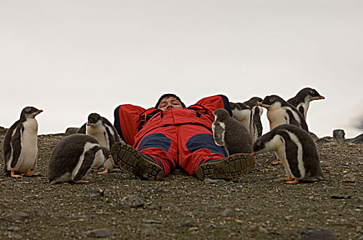 南极,南,设得兰群岛,岛屿,游客,巴布亚企鹅,生物群