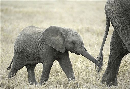 非洲,灌木,大象,非洲象,幼仔,走,母牛,塞伦盖蒂,坦桑尼亚