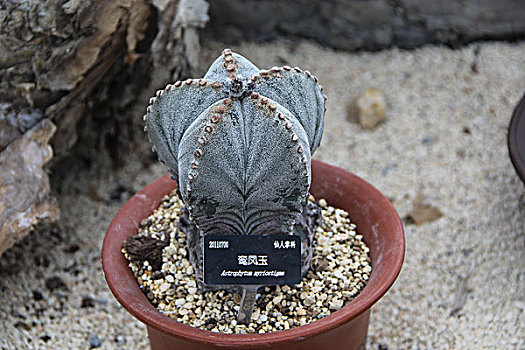 热带植物,沙生植物,多肉植物