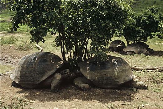 加拉帕戈斯巨龟,加拉帕戈斯象龟,睡觉,荫凉,下午,高温,地面,阿尔斯多火山,伊莎贝拉岛,加拉帕戈斯群岛,厄瓜多尔