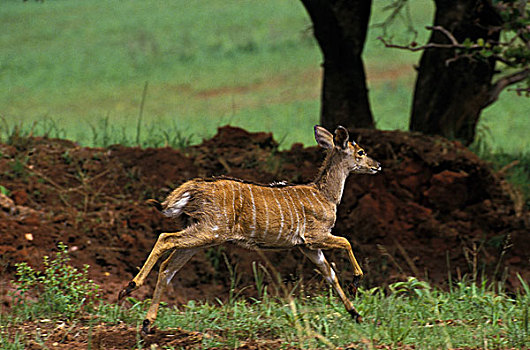 林羚,捻角羚,女性,雌性,肯尼亚