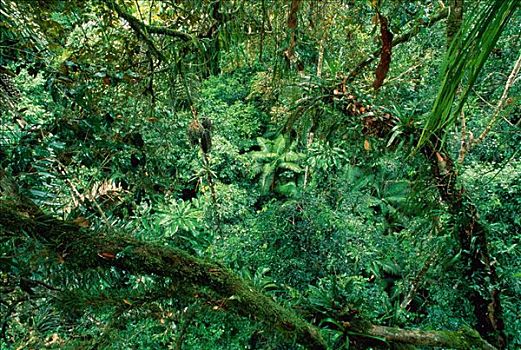 热带雨林,亚马逊盆地,厄瓜多尔