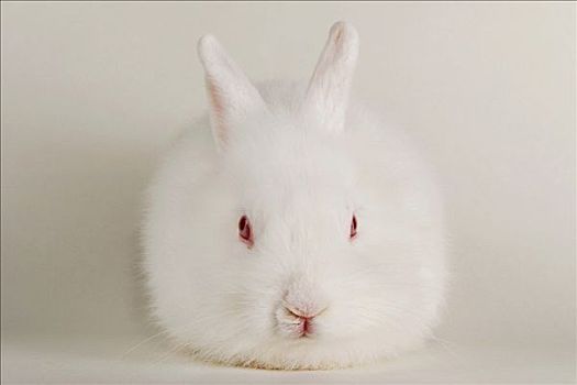 白色,兔子