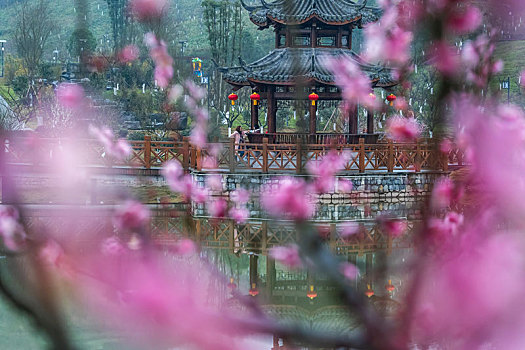 重庆南川,红梅花开迎春到