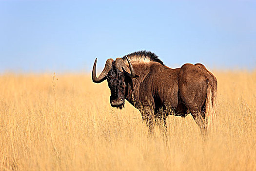 黑色,角马,白尾,成年,斑马山国家公园,南非,非洲