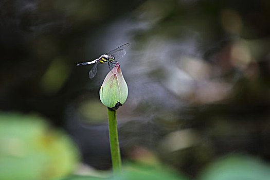 荷花蜻蜓