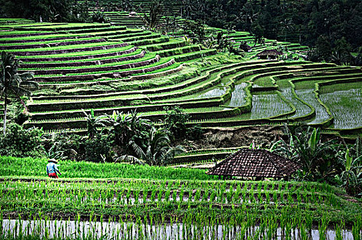 印度尼西亚,巴厘岛,农民,稻米梯田