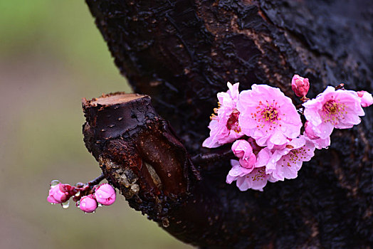 梅花