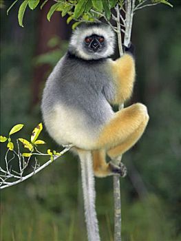 冕狐猴,国家公园,东方,马达加斯加