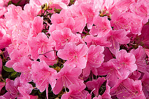 粉色,盛开,杜鹃花属植物,萨克森,德国,欧洲
