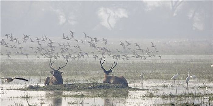 鹿,湿地