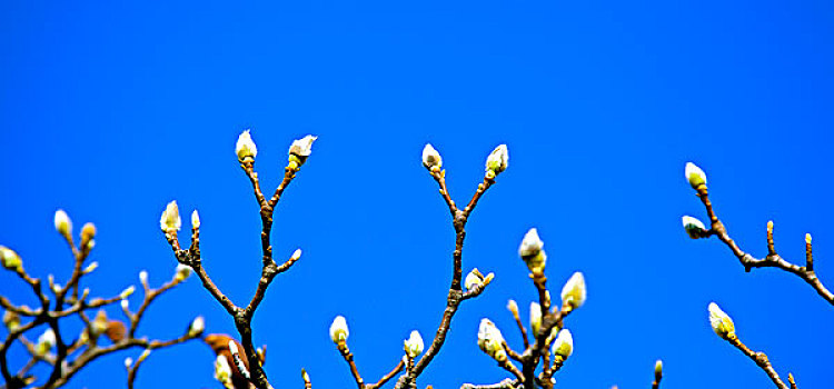 春天玉兰花枝头白色的花蕾