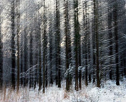 模糊,雪,遮盖,松树,树林,金色,亮光,达特姆尔高原,英格兰,英国
