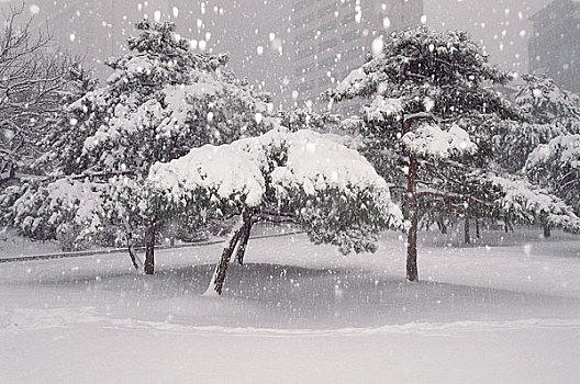 雪,三个,松树