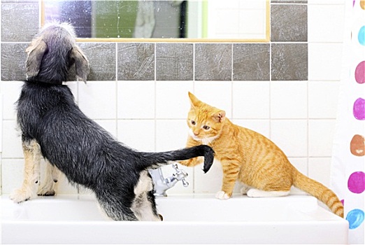 动物,在家,狗,猫,玩,一起,浴室