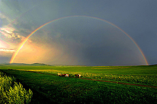 草原上的彩虹与牛羊