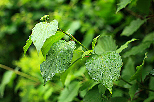 绿叶,水珠