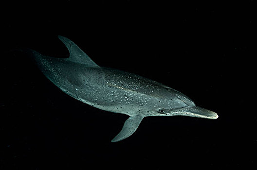 斑海豚,夜晚,巴哈马