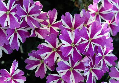马鞭草属植物,紫色,星