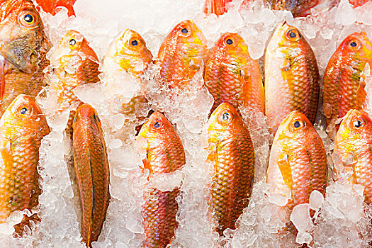 新鲜,红鲷鱼,鱼肉,市场