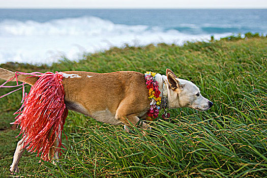 夏威夷,狗,毛伊岛,美国