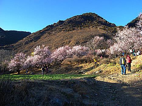 西藏,风光,建筑,花海,山沟,梨花,桃花,林芝,村庄