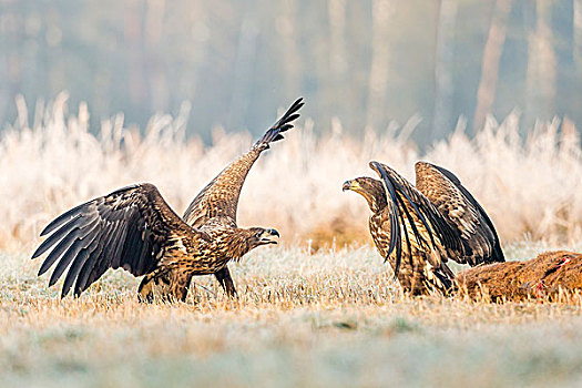 两个,幼兽,鹰,争执,地上,死,鹿,波兰,欧洲
