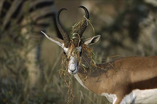 跳羚,成年,雄性,草,缠结,犄角,夏天,埃托沙国家公园,纳米比亚