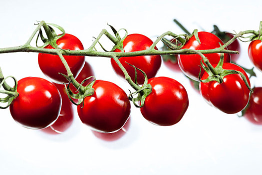 西红柿,白色背景
