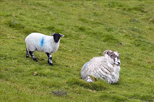 绵羊,靠近,两个,桥,达特姆尔高原,国家公园,德文郡,英格兰