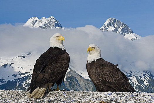 合成效果,两个,白头鹰,栖息,海滩,湾,山脉,背景,冰河湾国家公园,东南部,阿拉斯加