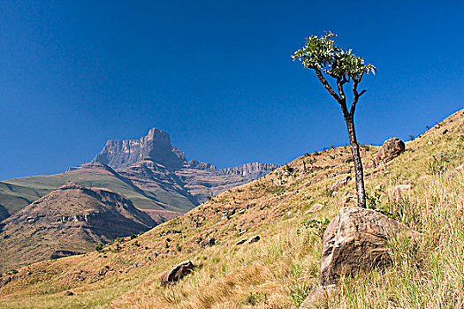 山景,国家公园,南非