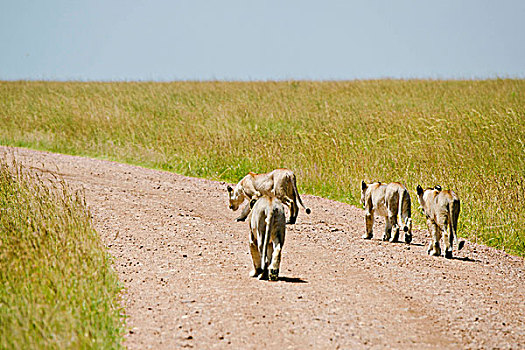 狮子,走,道路,安伯塞利国家公园,非洲