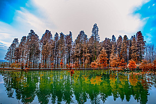 天泉湖勝景---水上森林