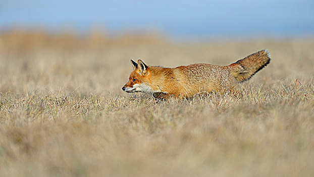 红狐,狐属,猎捕,草地,摩拉维亚,捷克共和国,欧洲