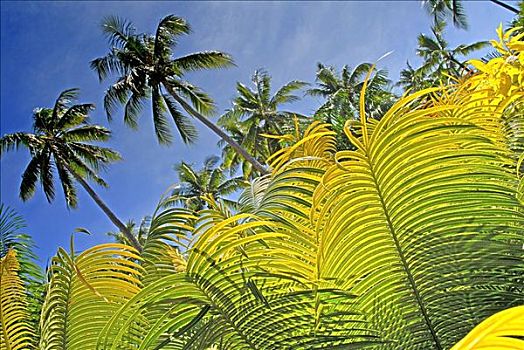 斐济,维提岛,珊瑚海岸,特写,淡绿色,蕨类,叶子,前景,高,棕榈树,蓝天,后面