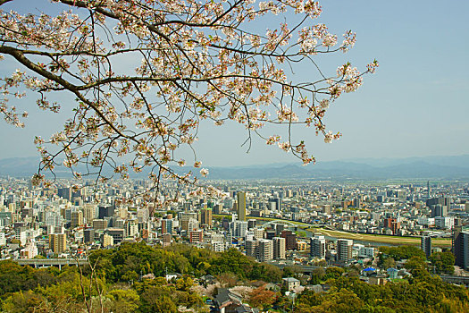 樱花,山,熊本,日本