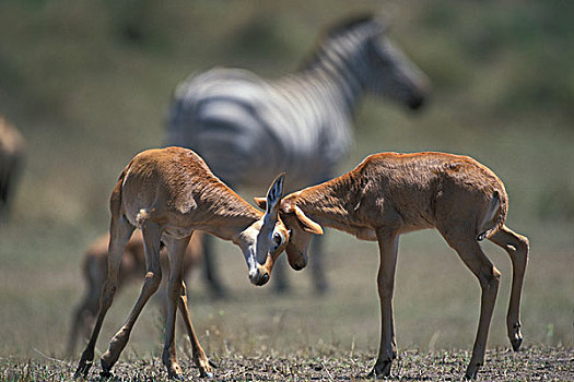 肯尼亚,马塞马拉野生动物保护区,羚羊,幼兽,头部,马拉河