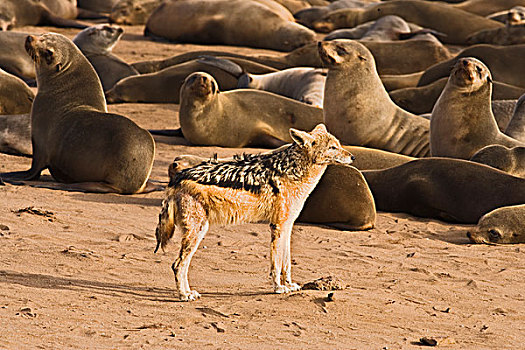 黑背狐狼,黑背豺,岬角毛海豹,毛海狮,生物群,克罗斯角,纳米比亚