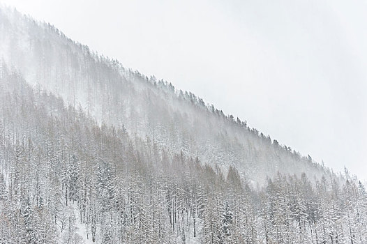 冬天,暴风雪,打扫,树,遮盖,山
