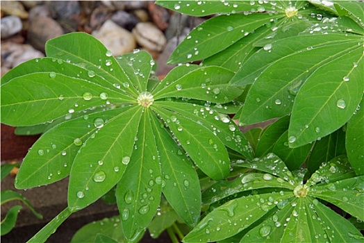 羽扇豆,叶子