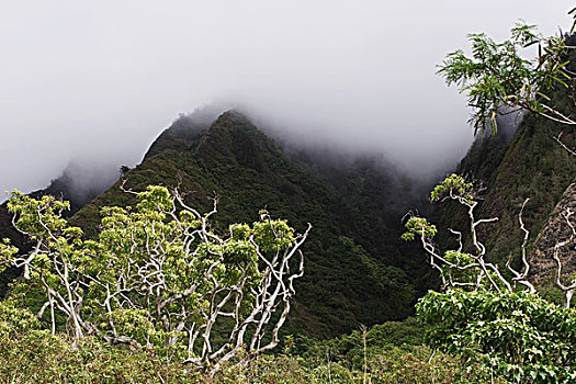 雨林,毛伊岛,夏威夷