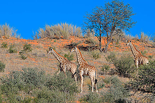 长颈鹿,三个,幼兽,红色,沙丘,张望,相同,方向,卡拉哈迪,国家公园,北开普,南非,非洲