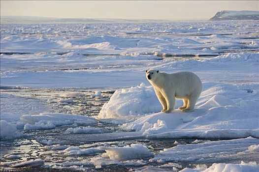 北极熊,浮冰,斯匹茨卑尔根岛,挪威,北极