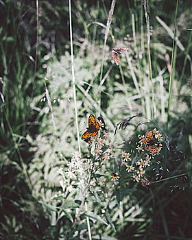 俯拍,蝴蝶,授粉,花,公园