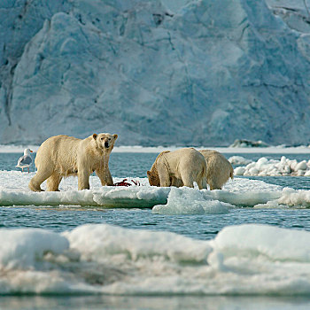 北极熊,小动物,女性,进食,畜体,捕获,海豹,浮冰,斯瓦尔巴特群岛,挪威,北极,欧洲