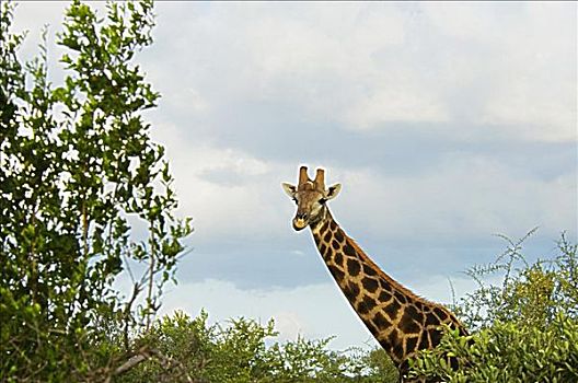 长颈鹿,树林,禁猎区,南非