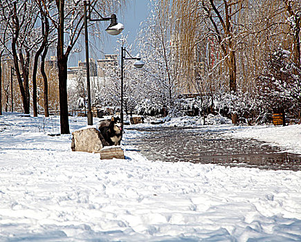 站在白色积雪中的一只黑白花的哈士奇